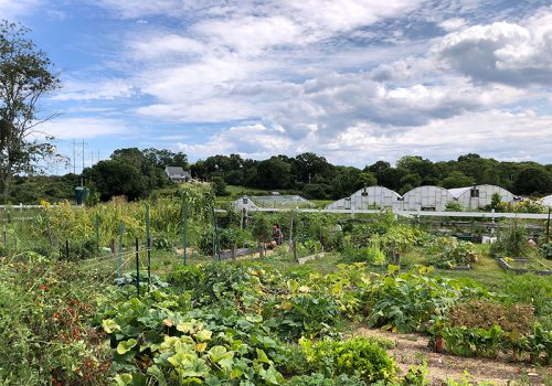 Walter F. Lewis Community Garden Chelmsford, Ma Walter F. Lewis Community Garden Chelmsford, Ma